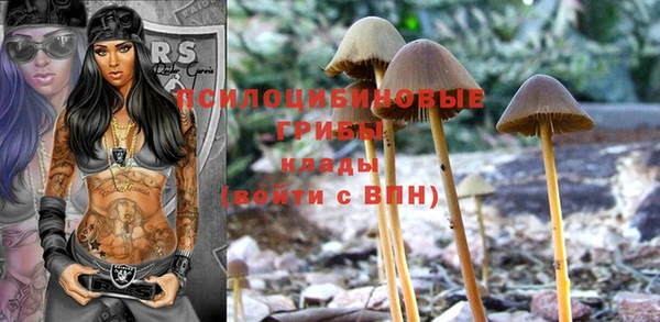 прущие грибы Новокубанск
